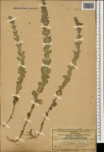 Teucrium scordium subsp. scordioides (Schreb.) Arcang., Caucasus, Azerbaijan (K6) (Azerbaijan)