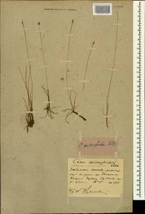 Carex microglochin Wahlenb., Caucasus, Stavropol Krai, Karachay-Cherkessia & Kabardino-Balkaria (K1b) (Russia)