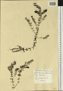 Myriophyllum alterniflorum DC., Eastern Europe, Northern region (E1) (Russia)