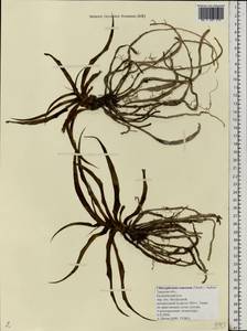 Chlorophytum comosum (Thunb.) Jacques, Eastern Europe, North-Western region (E2) (Russia)