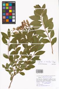 Spiraea × rosalba Dippel, Eastern Europe, Moscow region (E4a) (Russia)