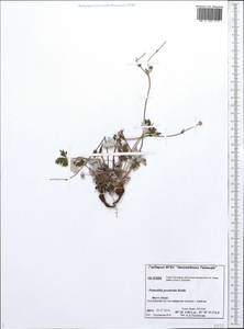 Potentilla ×prostrata Rottb., Siberia, Central Siberia (S3) (Russia)