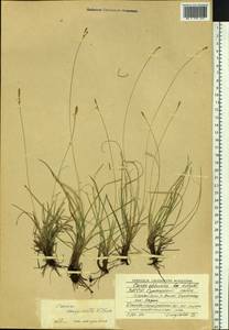 Carex conspissata V.I.Krecz., Siberia, Yakutia (S5) (Russia)