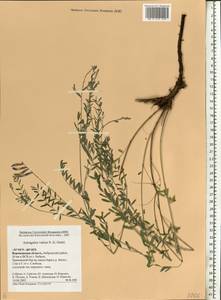 Astragalus varius, Eastern Europe, Central forest-and-steppe region (E6) (Russia)