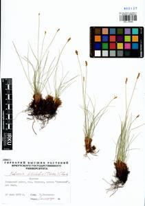 Carex macroprophylla (Y.C.Yang) S.R.Zhang, Siberia, Baikal & Transbaikal region (S4) (Russia)