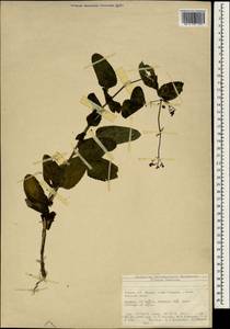 Scrophularia scopolii Hoppe, South Asia, South Asia (Asia outside ex-Soviet states and Mongolia) (ASIA) (Turkey)