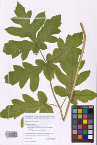 Heracleum sphondylium L., Eastern Europe, Central forest-and-steppe region (E6) (Russia)