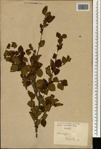 Betula fruticosa Pall., South Asia, South Asia (Asia outside ex-Soviet states and Mongolia) (ASIA) (China)