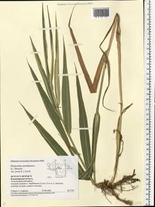 Phalaris arundinacea L., Eastern Europe, Central region (E4) (Russia)