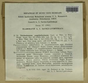 Tortella spitsbergensis (Bizot & Thér.) O. Werner, Köckinger & Ros, Bryophytes, Bryophytes - Krasnoyarsk Krai, Tyva & Khakassia (B17) (Russia)