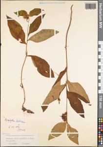 Symphytum tuberosum L., Western Europe (EUR) (Romania)