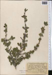 Lonicera microphylla Willd. ex Roem. & Schult., Middle Asia, Northern & Central Tian Shan (M4) (Kyrgyzstan)