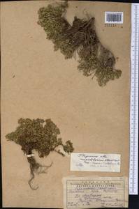 Thymus mongolicus (Ronniger) Ronniger, Middle Asia, Western Tian Shan & Karatau (M3) (Kazakhstan)