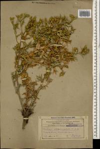 Cousinia chlorocephala C. A. Mey., Caucasus, Azerbaijan (K6) (Azerbaijan)