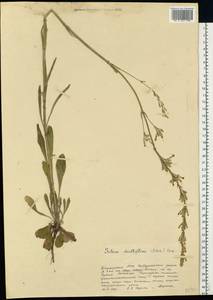 Silene multiflora (Ehrh.) Pers., Eastern Europe, Eastern region (E10) (Russia)