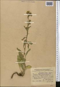 Psychrogeton khorassanicus (Boiss.) Fisjun, Middle Asia, Western Tian Shan & Karatau (M3) (Kyrgyzstan)