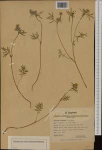 Potentilla multifida L., Western Europe (EUR) (Switzerland)