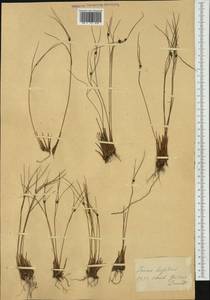 Oreojuncus trifidus (L.) Záv. Drábk. & Kirschner, Western Europe (EUR) (Switzerland)