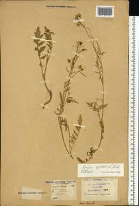 Rorippa sylvestris (L.) Besser, Eastern Europe, Central region (E4) (Russia)