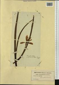 Sternbergia lutea (L.) Ker Gawl. ex Spreng., Western Europe (EUR) (Not classified)