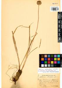 Allium splendens Willd. ex Schult. & Schult.f., Siberia, Baikal & Transbaikal region (S4) (Russia)