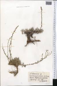 Artemisia, Middle Asia, Northern & Central Tian Shan (M4) (Kyrgyzstan)