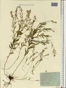 Polygala comosa Schkuhr, Eastern Europe, North Ukrainian region (E11) (Ukraine)