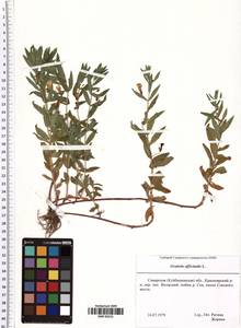 Gratiola officinalis L., Eastern Europe, Middle Volga region (E8) (Russia)
