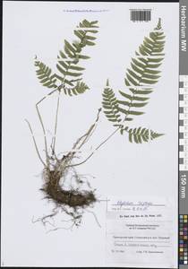 Polystichum tripteron (Kunze) C.Presl, Siberia, Russian Far East (S6) (Russia)