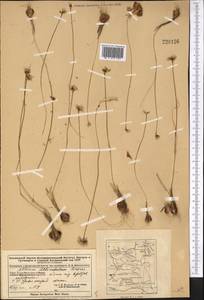 Allium delicatulum Siev. ex Schult. & Schult.f., Middle Asia, Dzungarian Alatau & Tarbagatai (M5) (Kazakhstan)