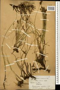 Carex divisa Huds., Caucasus, Armenia (K5) (Armenia)