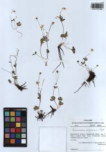 Ranunculus polyrhizos Stephan ex Willd., Siberia, Altai & Sayany Mountains (S2) (Russia)