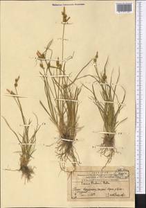 Carex oederi var. oederi, Middle Asia, Western Tian Shan & Karatau (M3) (Kazakhstan)