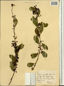 Magnoliopsida, Africa (AFR) (Ethiopia)