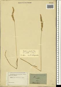 Koeleria pyramidata (Lam.) P.Beauv., Crimea (KRYM) (Russia)