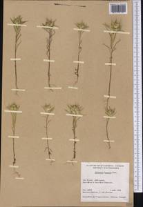 Collomia linearis Nutt., America (AMER) (Canada)