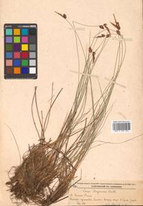 Carex meyeriana Kunth, Siberia, Russian Far East (S6) (Russia)