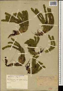 Huperzia selago (L.) Bernh., Caucasus, South Ossetia (K4b) (South Ossetia)