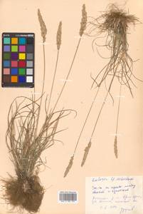 Koeleria askoldensis Roshev., Siberia, Russian Far East (S6) (Russia)