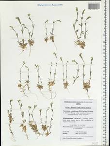 Cerastium holosteoides Fr., Eastern Europe, Northern region (E1) (Russia)