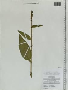 Crepis sibirica L., Siberia, Altai & Sayany Mountains (S2) (Russia)