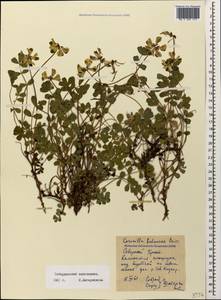 Coronilla orientalis subsp. balansae (Boiss.) Zernov, Caucasus, Stavropol Krai, Karachay-Cherkessia & Kabardino-Balkaria (K1b) (Russia)