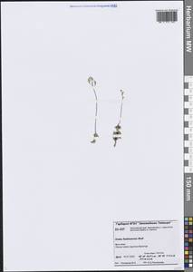 Draba fladnizensis Wulfen, Siberia, Central Siberia (S3) (Russia)