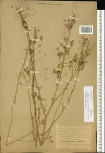 Camelina alyssum (Mill.) Thell., Eastern Europe, Central forest region (E5) (Russia)