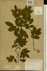 Rosa acicularis Lindl., Eastern Europe, North-Western region (E2) (Russia)