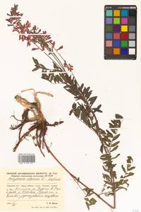 Hedysarum alpinum L., Siberia (no precise locality) (S0) (Russia)