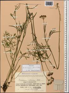 Dichoropetalum pschawicum (Boiss.) Pimenov & Kljuykov, Caucasus, North Ossetia, Ingushetia & Chechnya (K1c) (Russia)