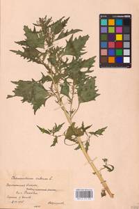 Oxybasis rubra (L.) S. Fuentes, Uotila & Borsch, Eastern Europe, Central forest-and-steppe region (E6) (Russia)