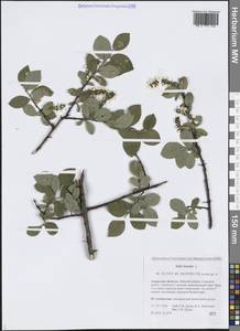 Salix hastata L., Siberia, Russian Far East (S6) (Russia)