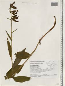 Epipactis palustris (L.) Crantz, Eastern Europe, Central region (E4) (Russia)